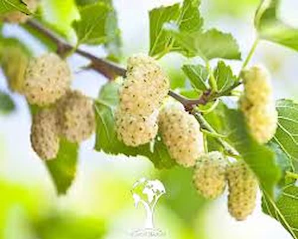 تصویر 5 از قیمت توت خشک افغانستان با کیفیت ارزان + خرید عمده